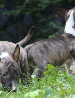 Miniatur Bullys welpen mit Ahnentafel - Düsseldorf