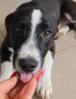 Aapo ♥️ verspielter Junghund - Kallmünz