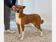 Max- lieber Goldspatz sucht Zuhause - Freudenstadt