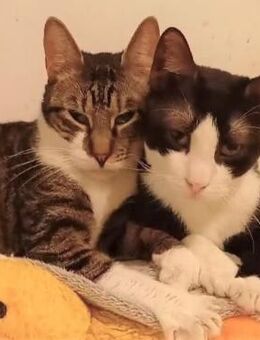 😺 🐾 Brüder 💙 Toby & Tomi 🐾😺 - Eislingen (Fils)