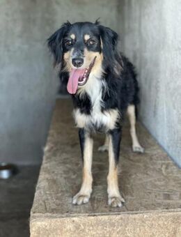 Milo von kettenlos - Bollingstedt