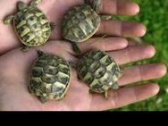 Griechische Landschildkröten Nachzucht 2025 - Schopfheim