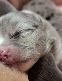 Pomeranian-PomChi Welpen 75%Poms - Ballenstedt