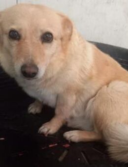 BUBU - 35 cm, 7 Jahre alt, niedlich - Weilheim (Oberbayern)