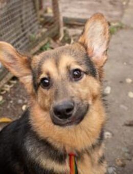 Zarte Jutta sucht ihre Menschen - Ottweiler