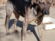 Claudia sucht ihre Chance - Schwerte (Hansestadt an der Ruhr)