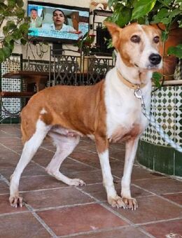 SANSA -braucht Geborgenheit und Fürsorge - Sulzbach-Laufen