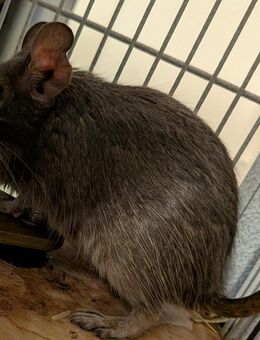 Degu Weibchen mit ihren 2 weiblichen Babys abzugeben - Oranienburg