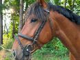 3j. Springtalent Zirocco Blue x Numero Uno in 48455
