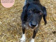 Dringend Dauer-PS oder Zuhause gesucht❤️ - Saarbrücken