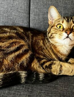 Reinrassige Bengalkatze Mila 2 Jahre alt - Odenthal
