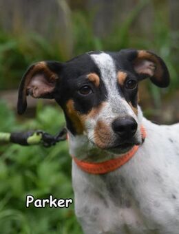 PARKER - Donzdorf