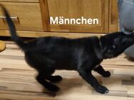 Hundewelpen zu verkaufen - Nohfelden