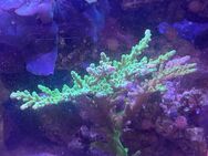 Acropora tenuis Green - Koralle Nachzucht - Frankfurt (Main) Griesheim