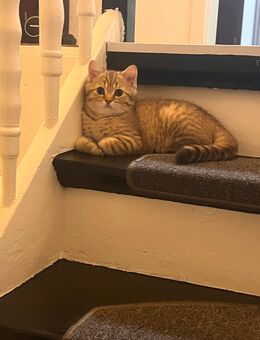 BKH Katerchen 🐾 - Marl (Nordrhein-Westfalen)