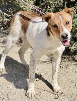 Esteban,offen,gut sozialisiert,neugierig - Westerholt