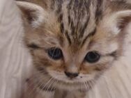 BKH Kitten - Wallersdorf