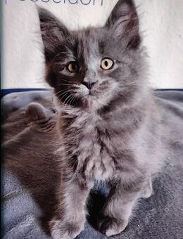 Maine conn kittens - Hannover Mitte