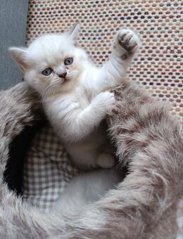 Sehr schöne BKH Katzen Babys - Marl (Nordrhein-Westfalen)