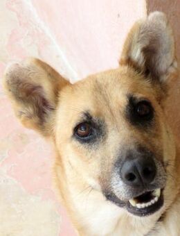 Lisa 4 -sehr verschmust- - Oldenburg