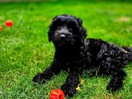 Mini Labradoodle Welpen - Schaafheim