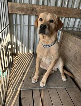 Foxred Labrador Retriever - Greifswald