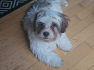 Bichon Malteser Mix Rüde sucht dringend ein Zuhause - Kerpen (Kolpingstadt)