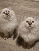 Heilige Birma Kitten‼️Tabby‼️ab 6.11 abgabebereit in 84069