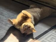 Reinrassiger BKH-Kater „Pampuli“ sucht ein liebevolles Zuhause - Halver