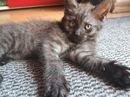 Wunderschöne Edelmix Mädchen Maine Coon und Britisch Kurzhaar - Ludwigshafen (Rhein)