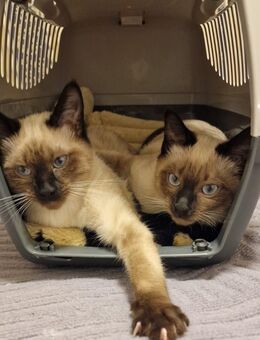 Siam Kitten "Geimpft mit Untersuchung" - Alfeld (Leine)