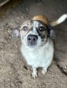 Wilma, die Überschwengliche 🐾 - Elsdorf (Nordrhein-Westfalen)