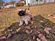 Shi tzu Welpe - Altdorf (Bayern)