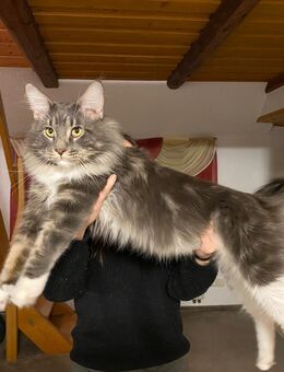 Maine Coon Deckkater - Zwönitz