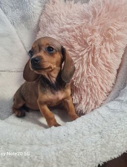 Zwergdackel Welpen kurzhaar - Grevesmühlen