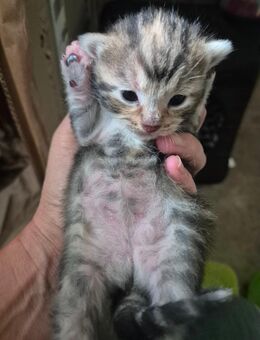 Katzenbabys - Syke Zentrum