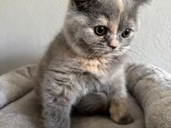 BKH Kitten suchen neue Familie - Selters (Taunus)