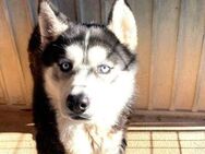 SULTAN - ein ganz junger Husky in Not ! - Kempen