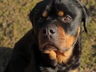 3 jähriger Rottweiler Vollrüde - Sonneberg