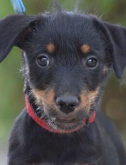 Princess - will neues entdecken - Lohmar