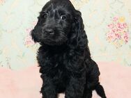 Standard Goldendoodle Welpen - Doodle Welpe - Doodles wie Labradoodle - Lützelbach