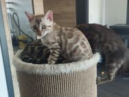 Bengal Kitten mit Stammbaum - Ottendorf-Okrilla