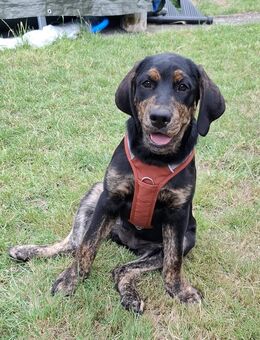Labrador Dame 3,5 Monate alt sucht Zuhause - Köln