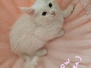 Reinrassige Maine Coon Katzen - Frankfurt (Main)