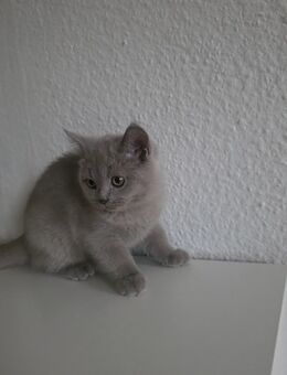 BKH Katerchen in creme-grauen und in blue/lilac - Fürth