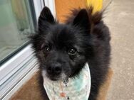 Paco2 SR Kleiner Charmeur - Neustadt (Rübenberge)