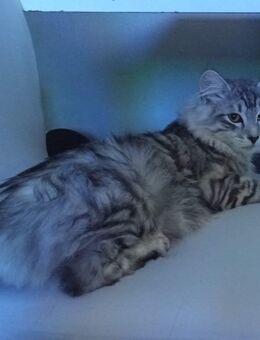 Norwegische Waldkatzen❤️ - Taucha