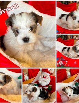 Yorkshire-Welpen aus Familienaufzucht - Aholming