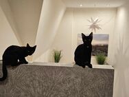 Kätzchen suchen ein liebevolles Zuhause - Königslutter (Elm)