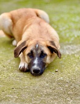 Atun; verschmuster Bub - Geilenkirchen